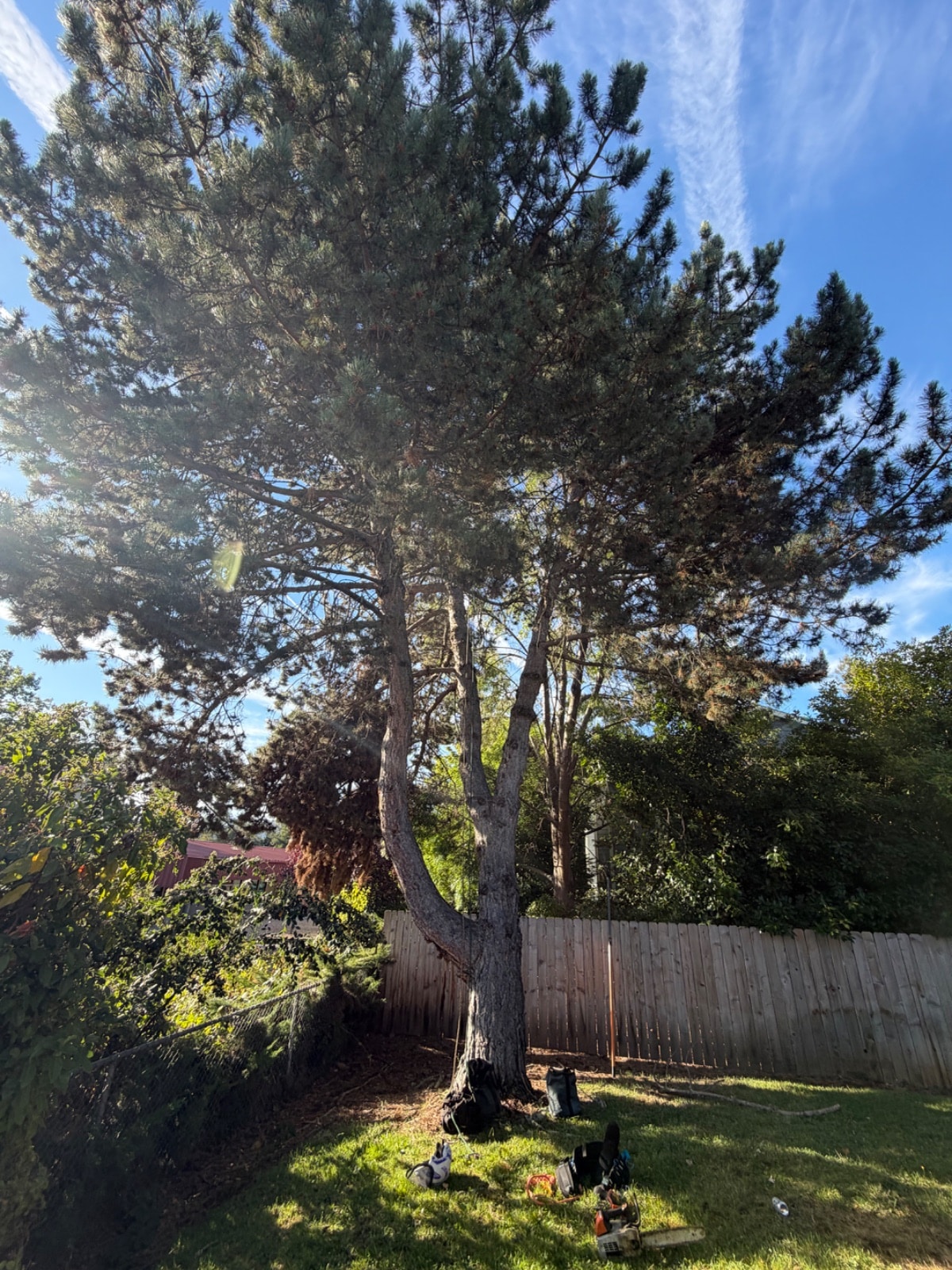Tree Pruning