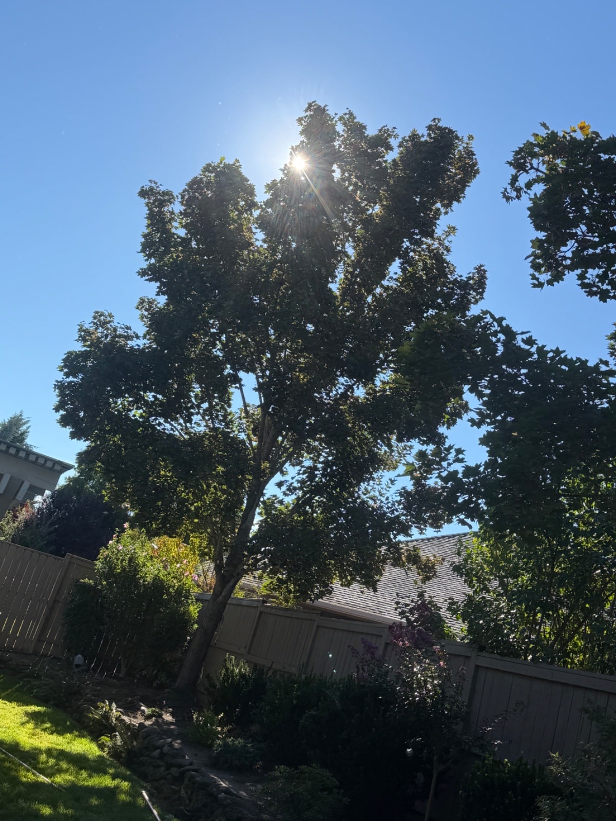 Tree Pruning