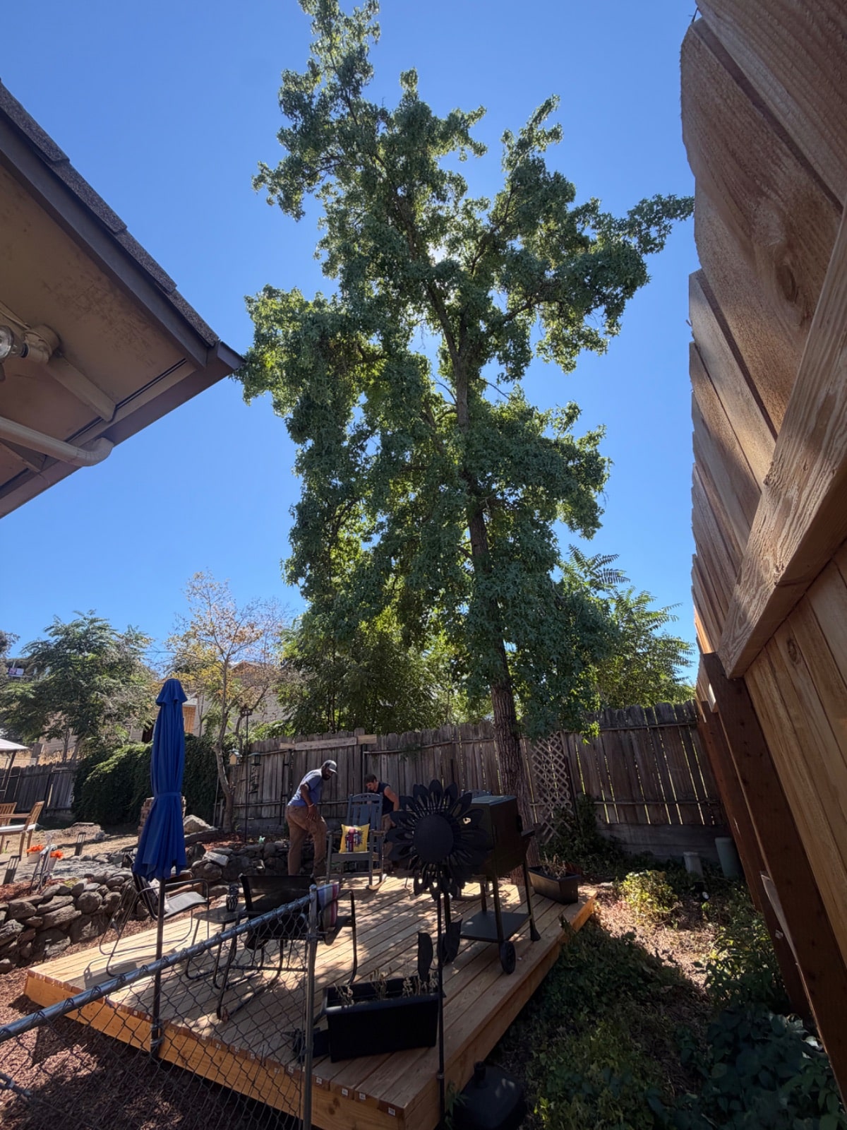 Tree Pruning