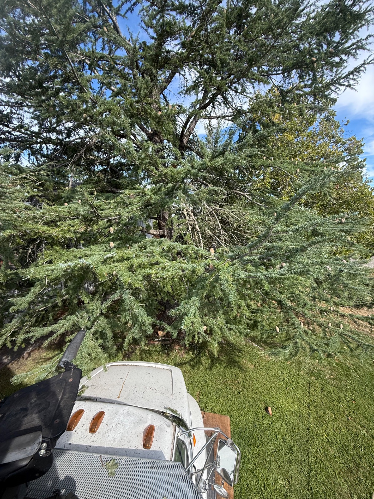Tree Removal