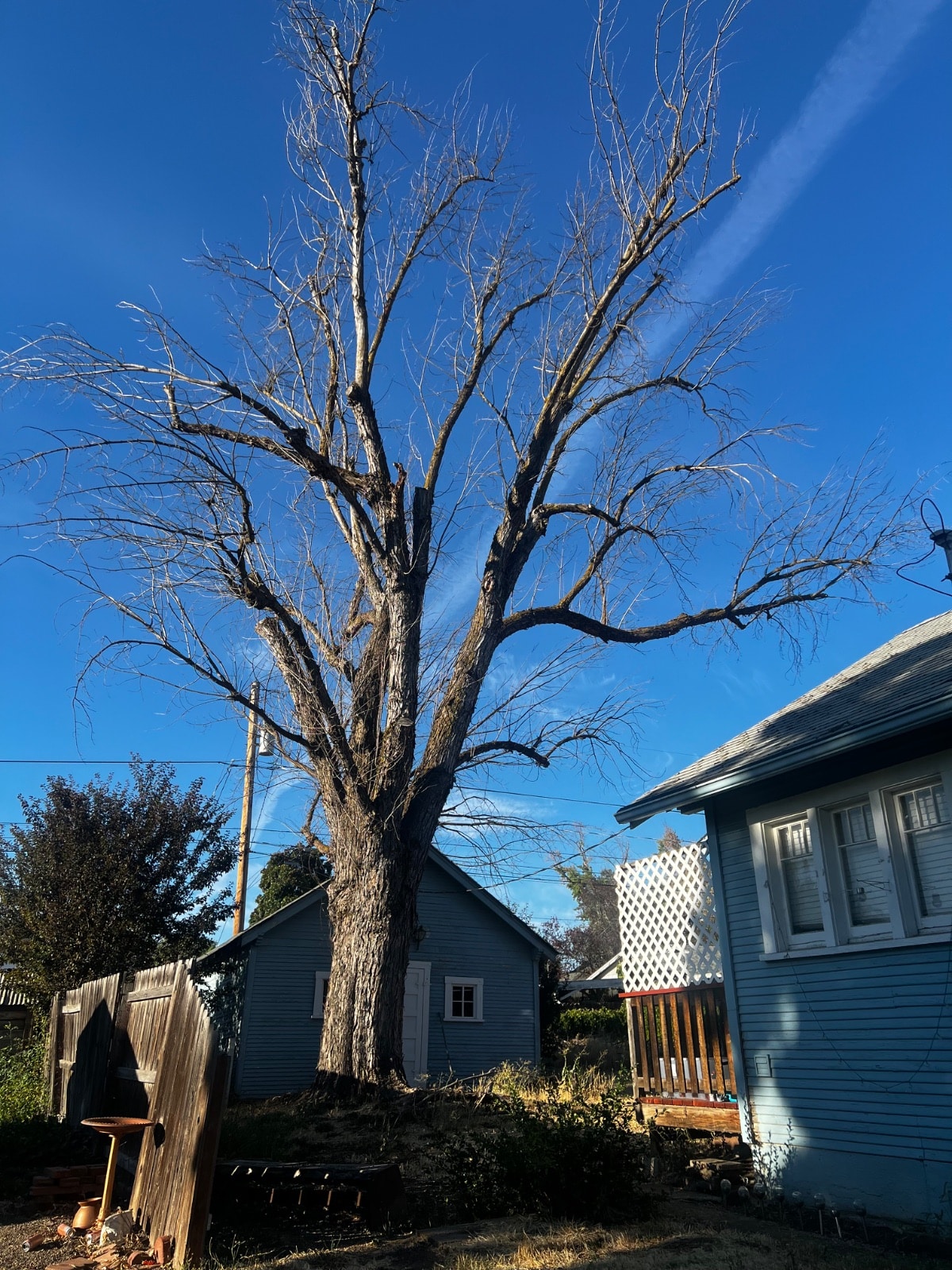 Tree Removal