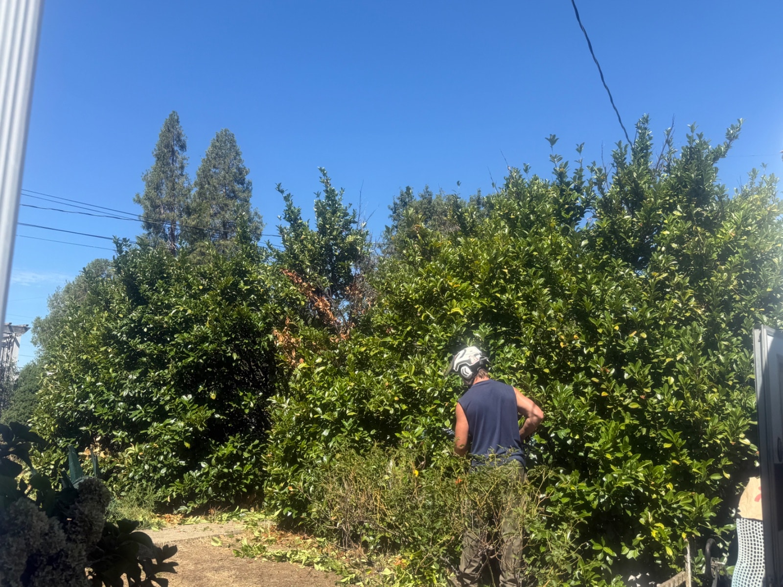 Hedge Trimming