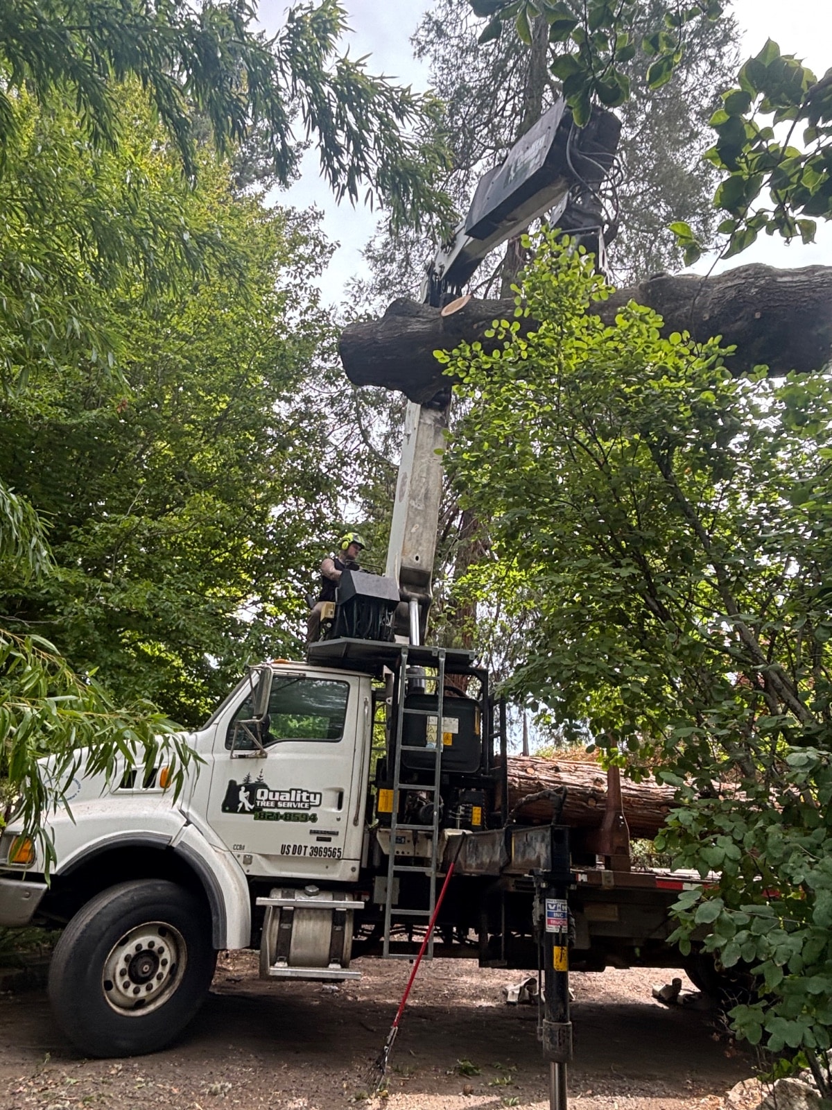 Tree Removal