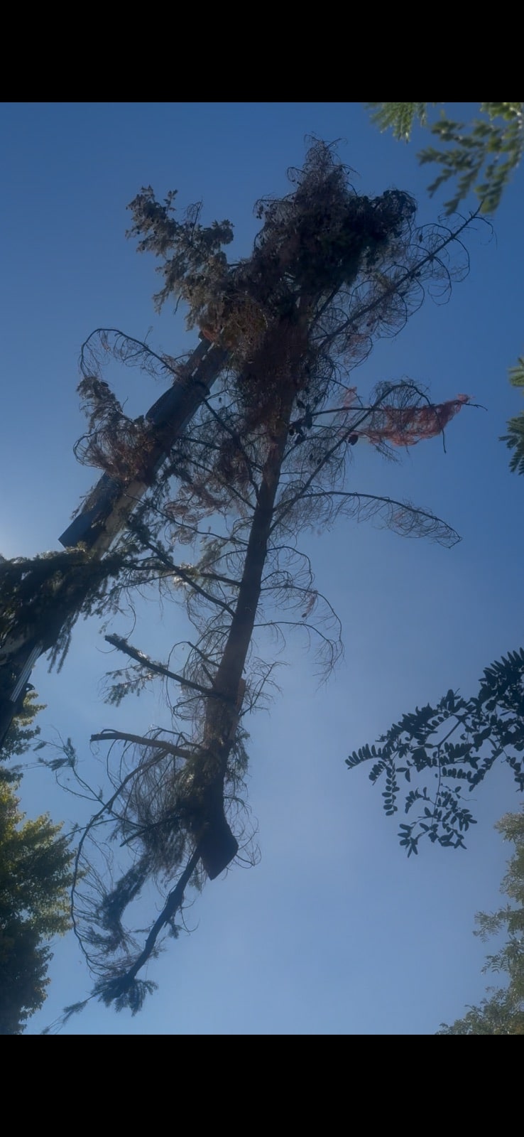 Tree Removal