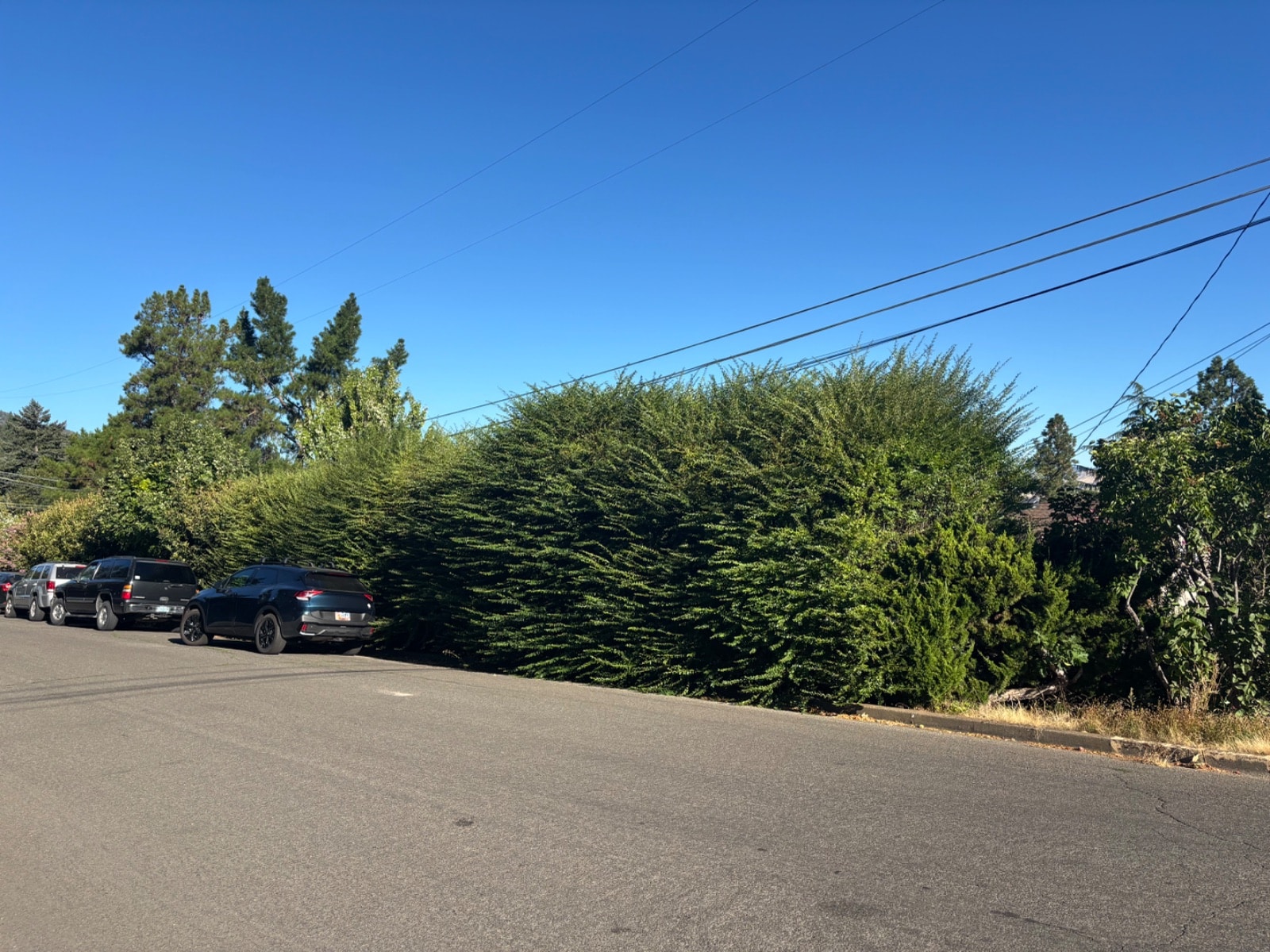 Hedge Trimming