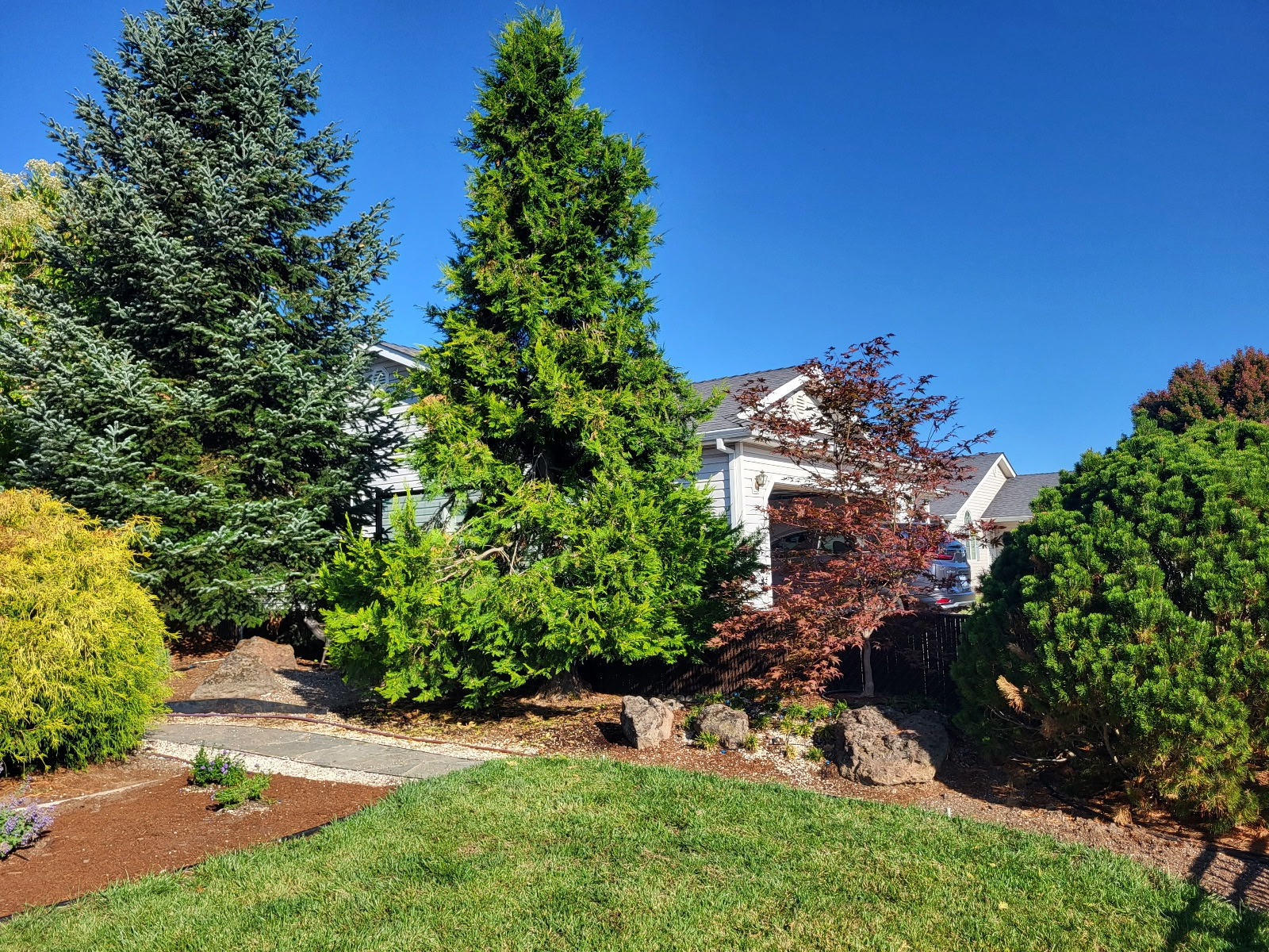 Tree Removal