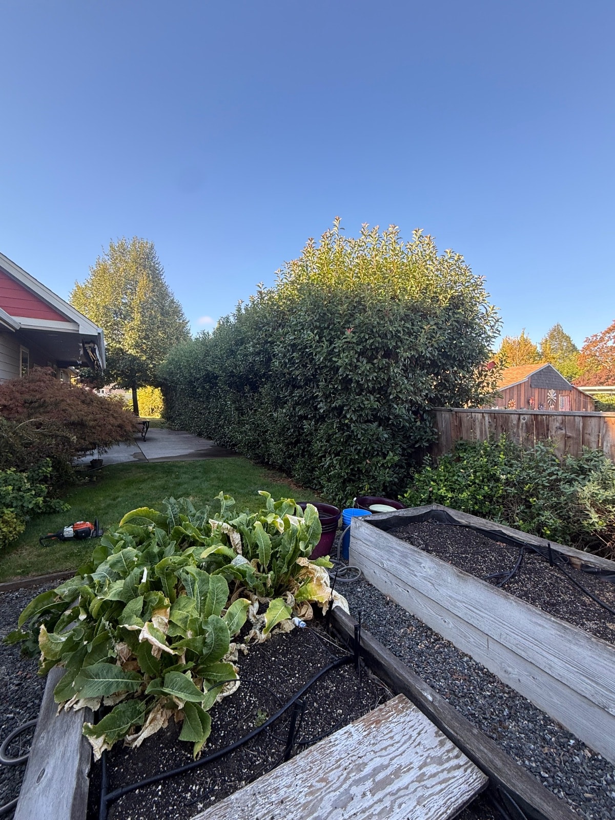 Hedge Trimming