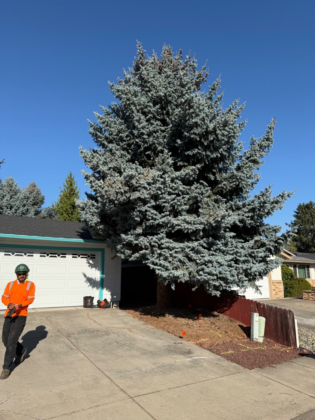 Tree Removal