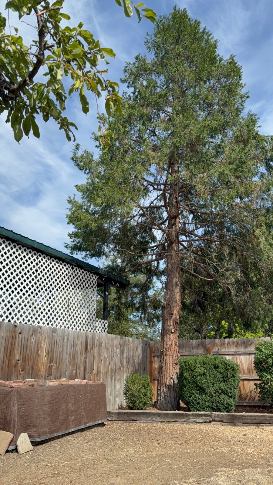 Tree Removal