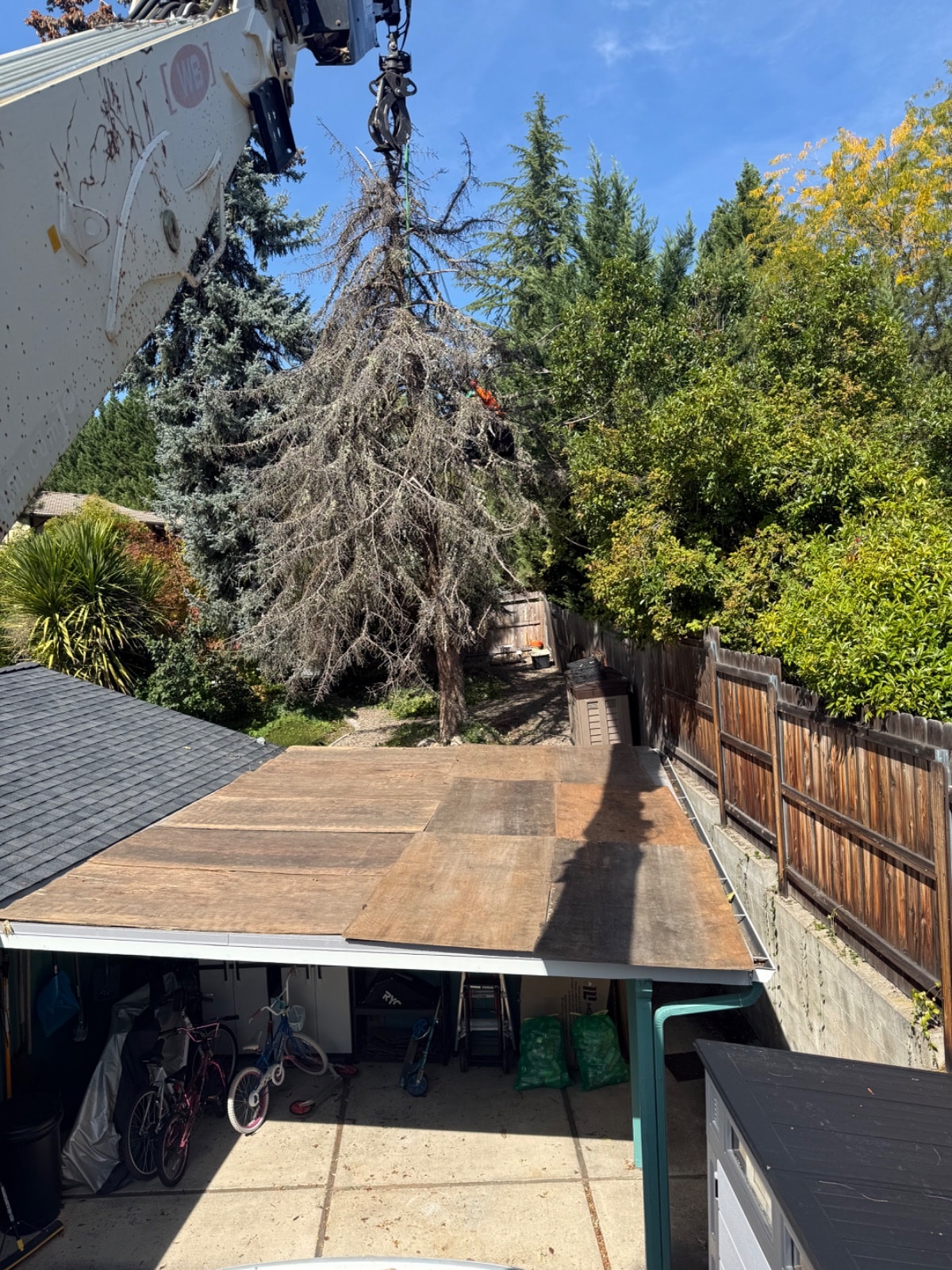 Tree Removal