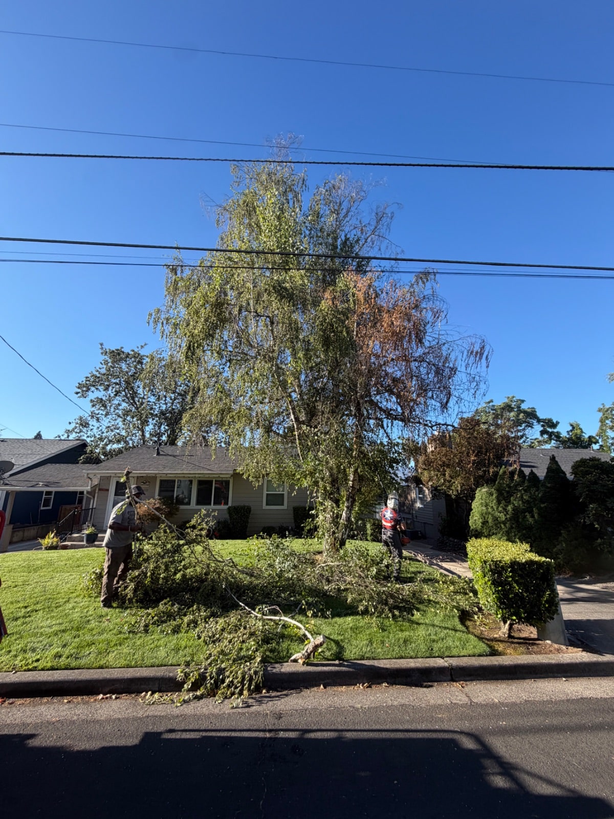 Tree Removal