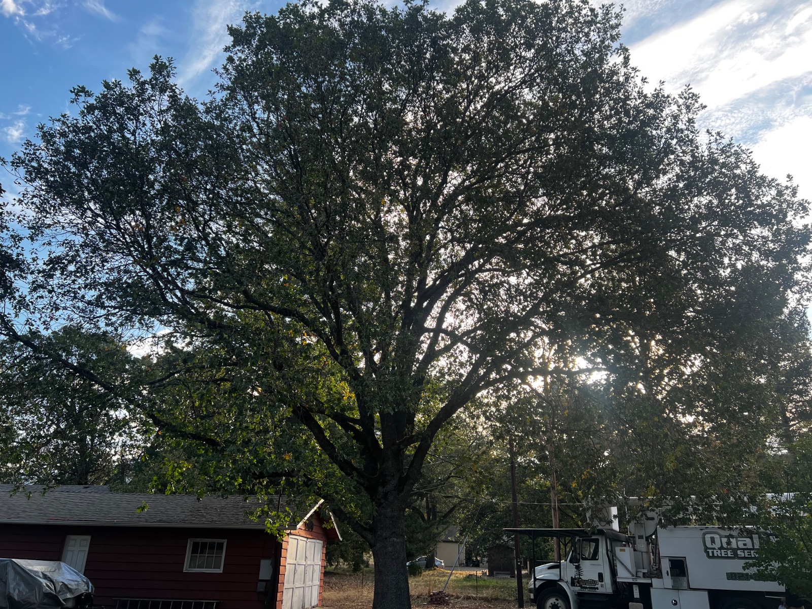 Tree Pruning