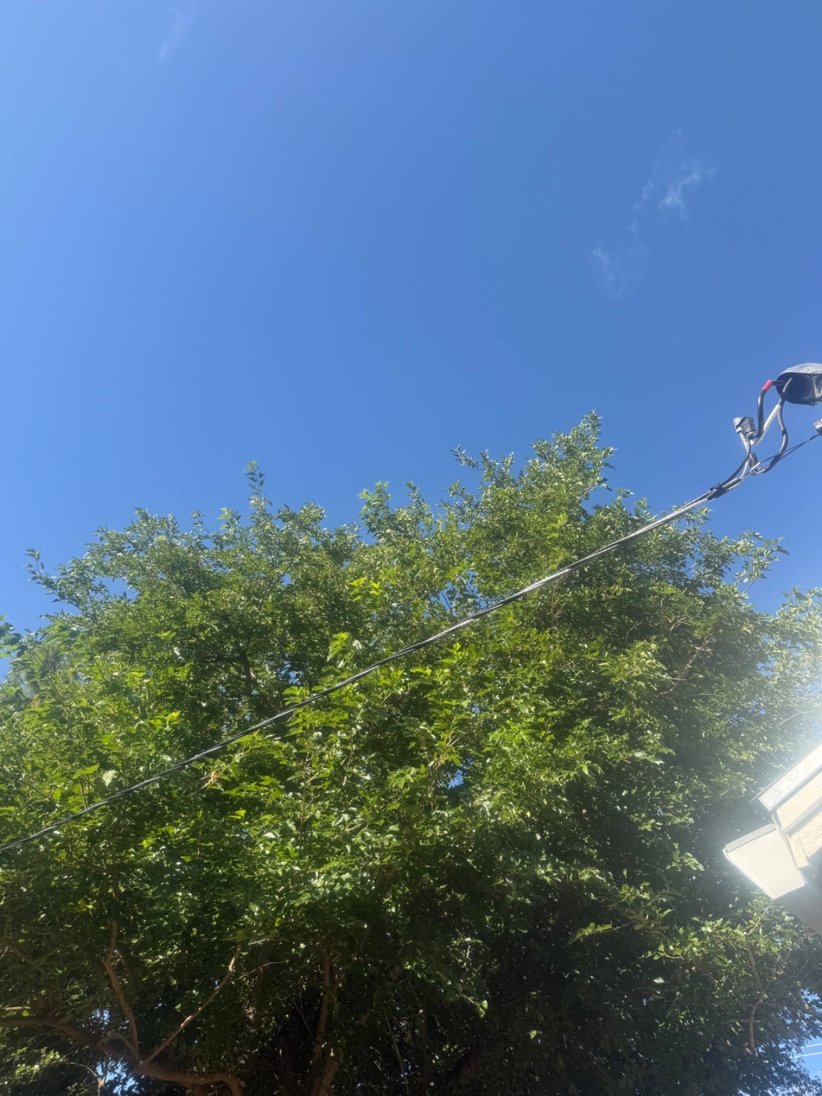 Tree Pruning