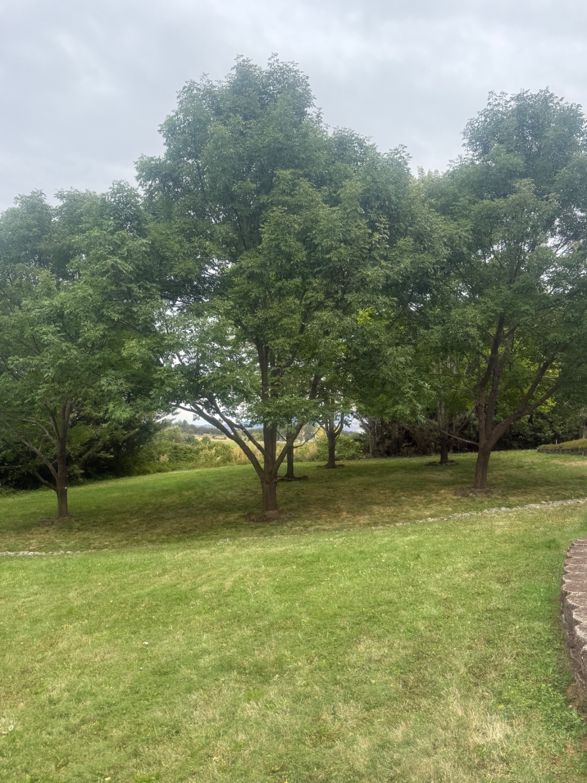 Tree Pruning