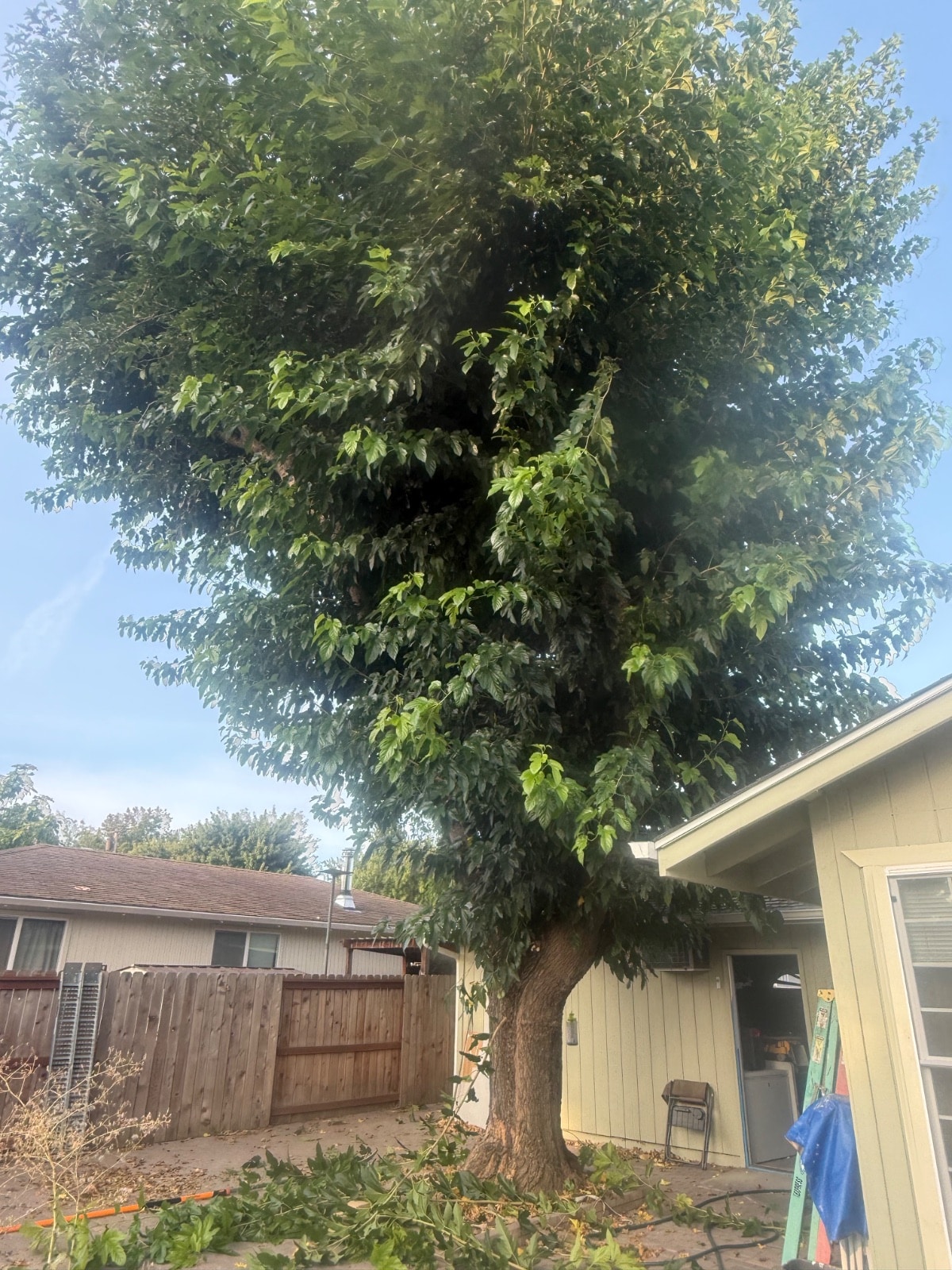 Tree Pruning