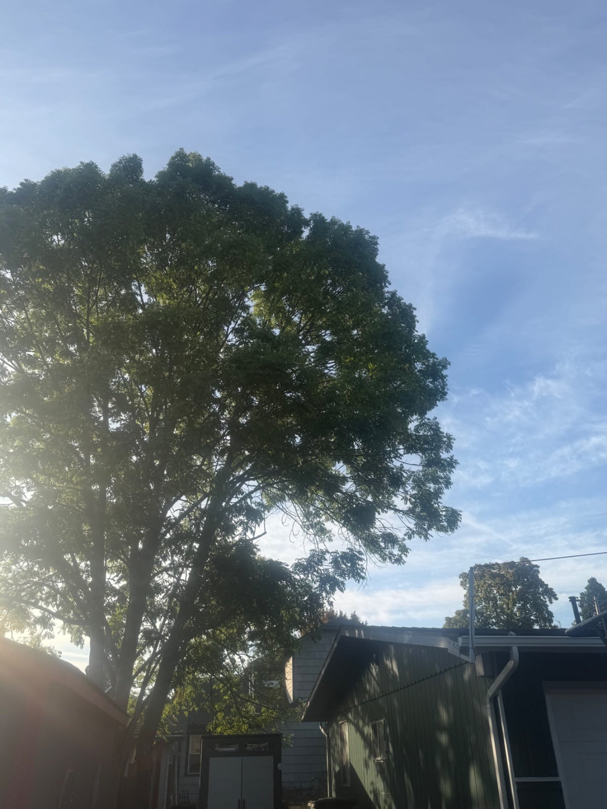 Tree Pruning