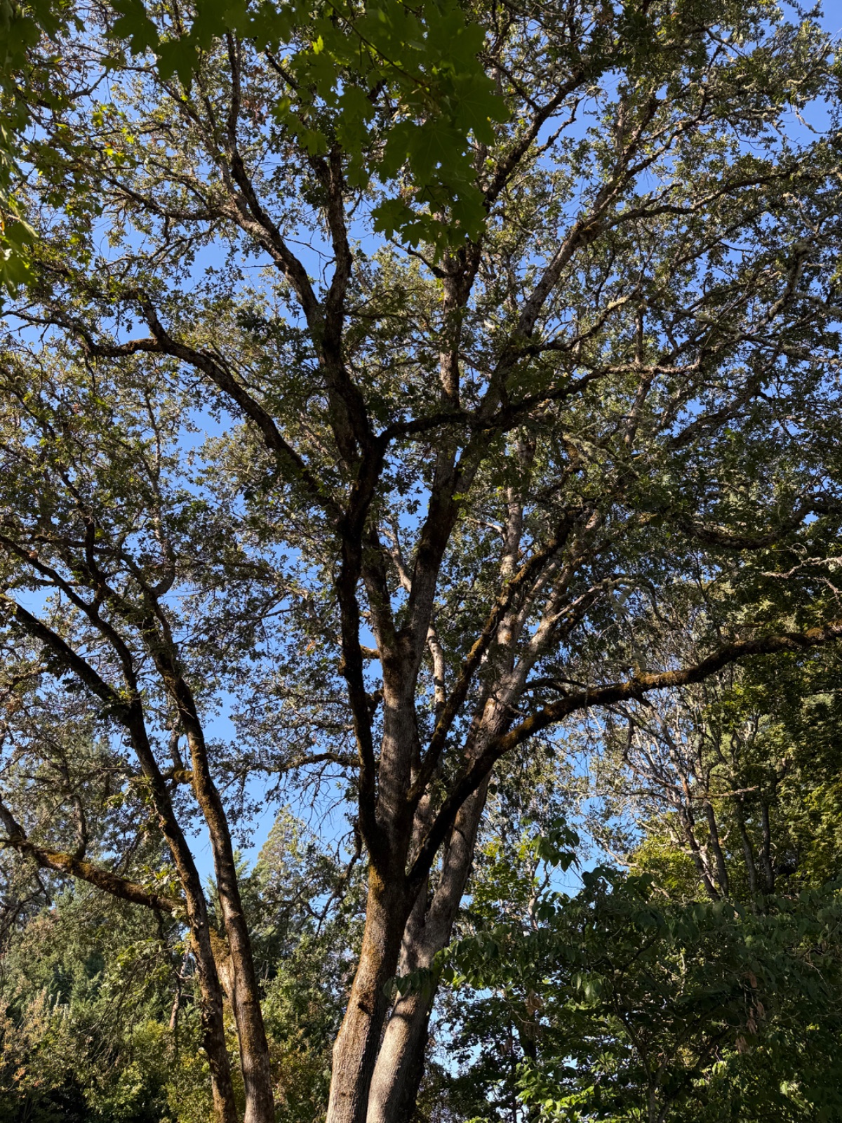 Tree Pruning