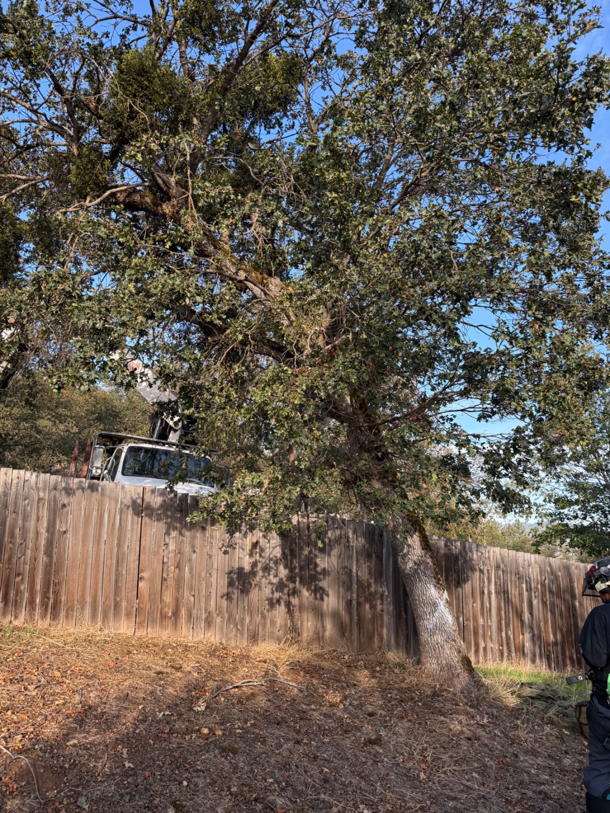 Tree Removal
