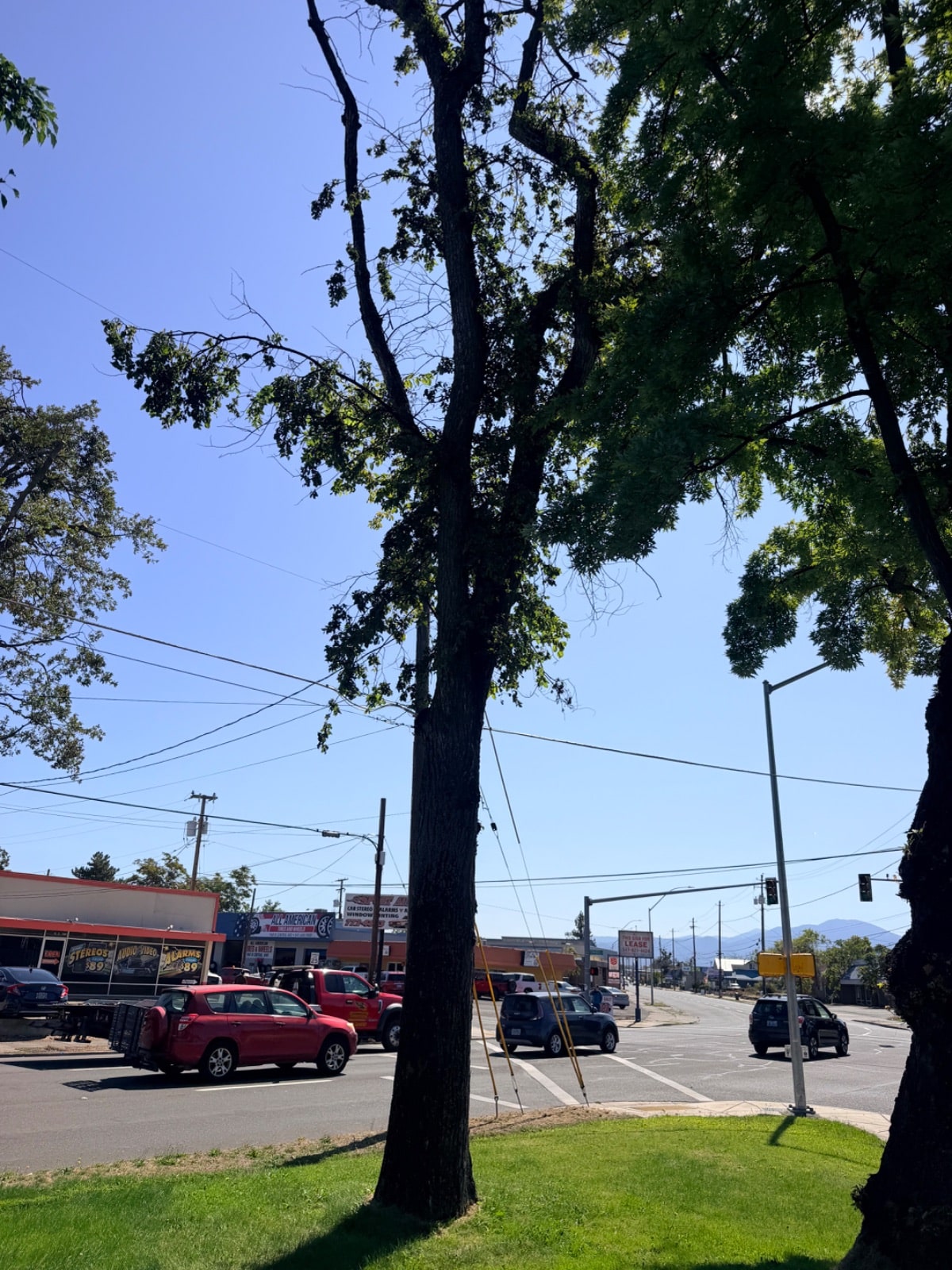 Tree Removal
